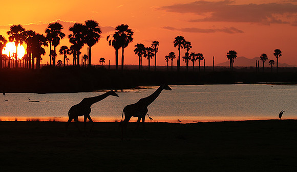 Sunset - Zelous