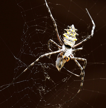 Senegal : spider close-up