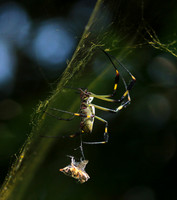 Spiders in Costa Rica