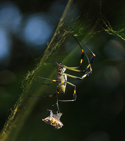 Spiders in Costa Rica
