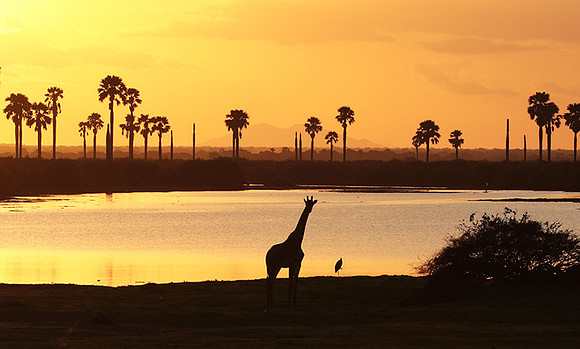 Sunset - Zelous
