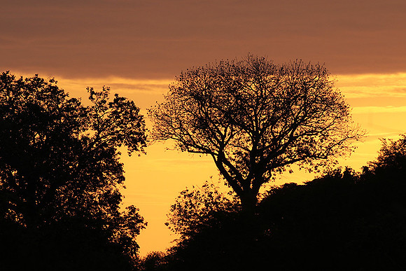 Sunset - Zelous