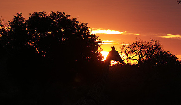 Sunset - Zelous