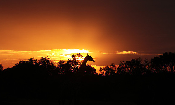 Sunset - Zelous