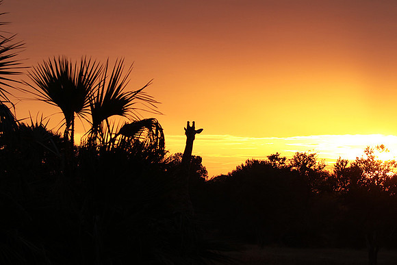 Sunset - Zelous