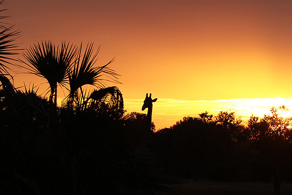 Sunset - Zelous
