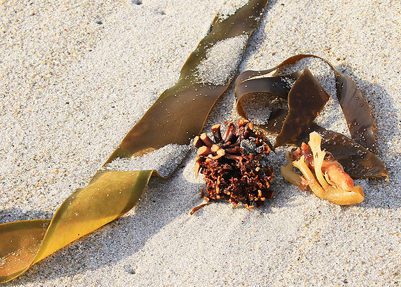 Beach debris - Est west coast - South Africa