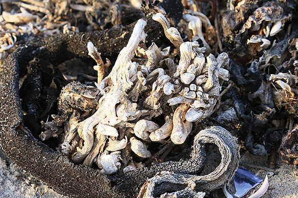 Beach debris - Est west coast - South Africa