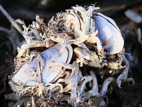 Beach debris - Est west coast - South Africa