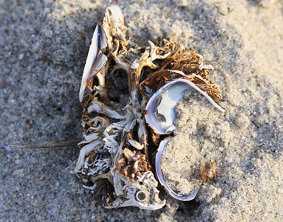 Beach debris - Est west coast - South Africa