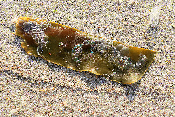 Beach debris - Est west coast - South Africa