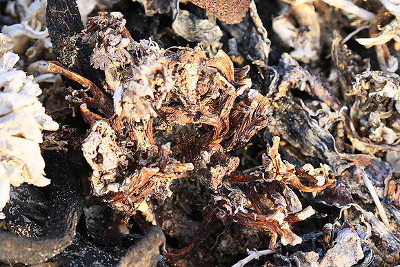 Beach debris - Est west coast - South Africa