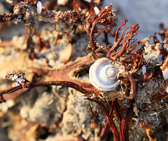 Beach debris - Est west coast - South Africa
