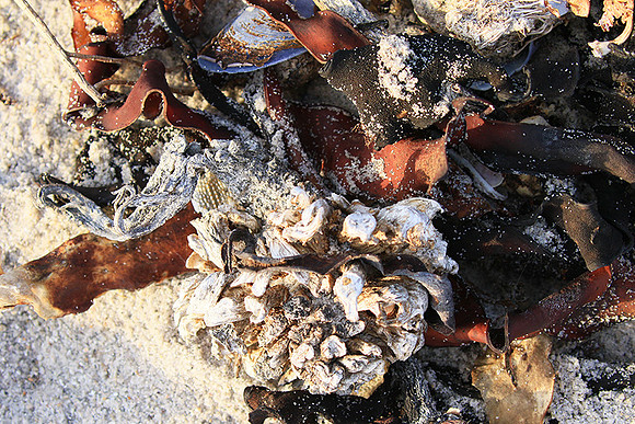 Beach debris - Est west coast - South Africa