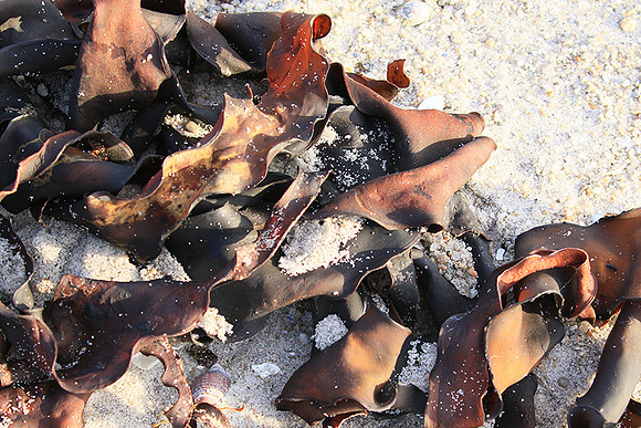 Beach debris - Est west coast - South Africa