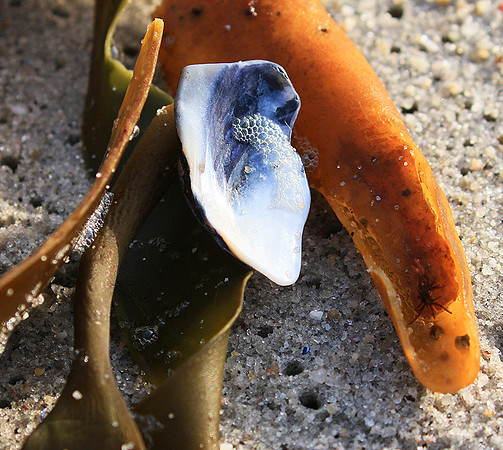 Beach debris - Est west coast - South Africa