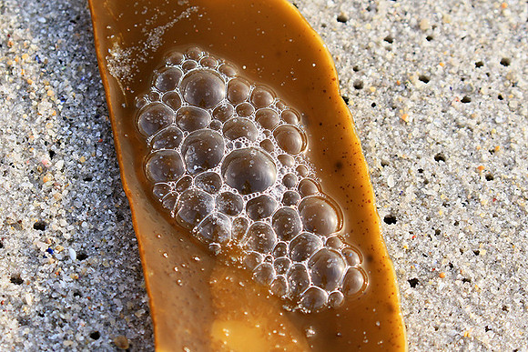 Beach debris - Est west coast - South Africa