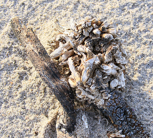 Beach debris - Est west coast - South Africa