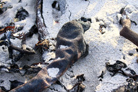 Beach debris - Est west coast - South Africa