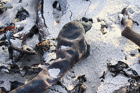Beach debris - Est west coast - South Africa