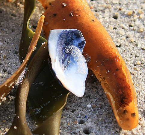 Beach debris - Est west coast - South Africa