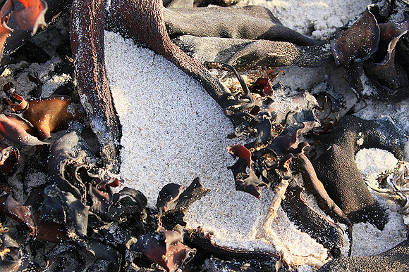 Beach debris - Est west coast - South Africa