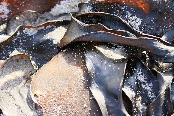Beach debris - Est west coast - South Africa