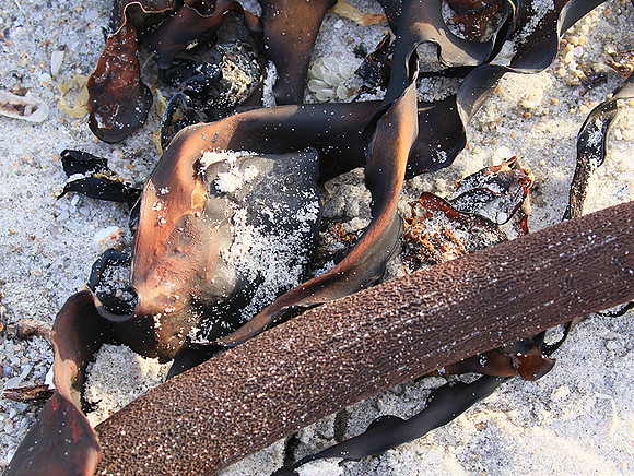 Beach debris - Est west coast - South Africa
