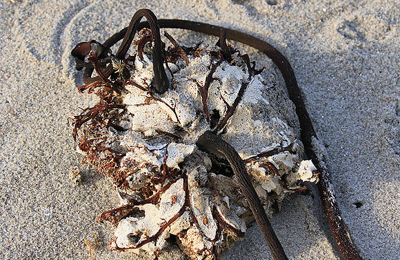 Beach debris - Est west coast - South Africa