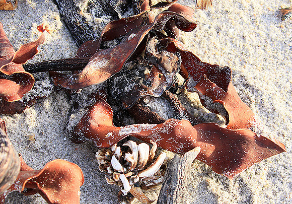 Beach debris - Est west coast - South Africa
