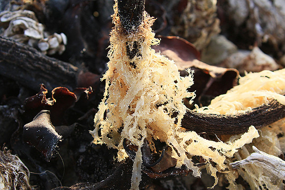 Beach debris - Est west coast - South Africa