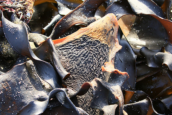 Beach debris - Est west coast - South Africa