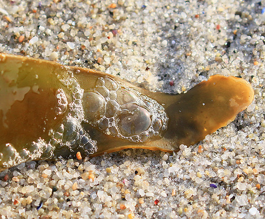 Beach debris - Est west coast - South Africa