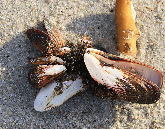 Beach debris - Est west coast - South Africa