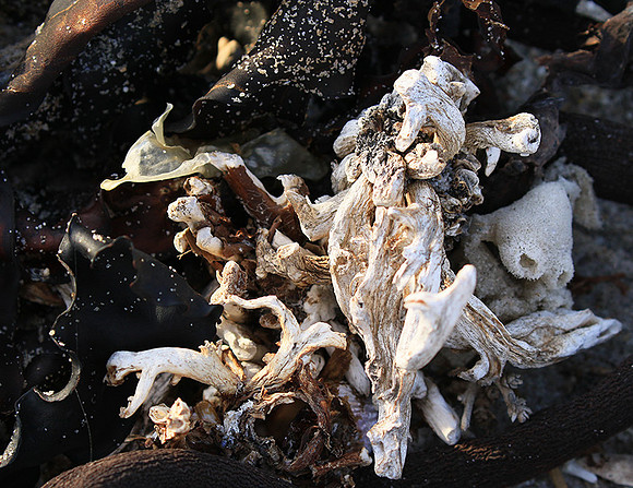 Beach debris - Est west coast - South Africa