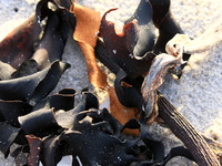 Beach debris - Est west coast - South Africa