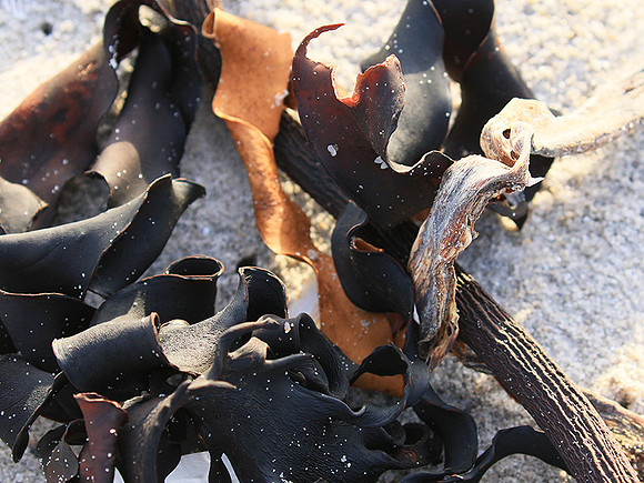 Beach debris - Est west coast - South Africa