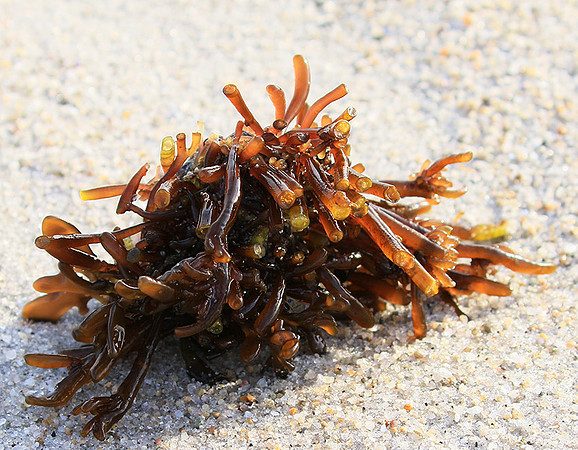 Beach debris - Est west coast - South Africa