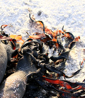 Beach debris - Est west coast - South Africa
