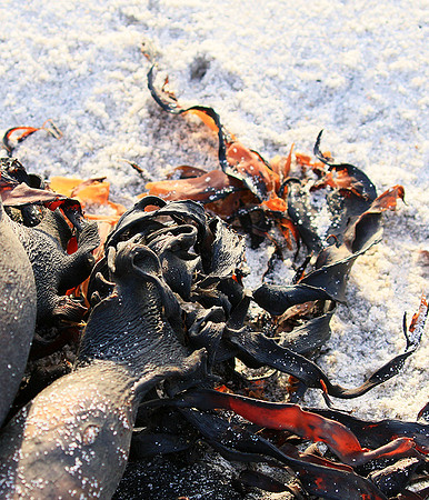 Beach debris - Est west coast - South Africa