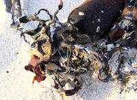 Beach debris - Est west coast - South Africa