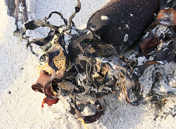 Beach debris - Est west coast - South Africa
