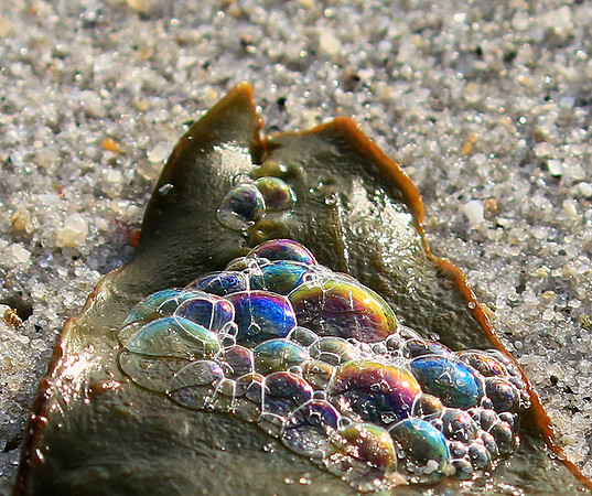 Beach debris - Est west coast - South Africa