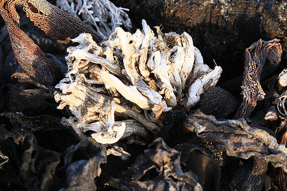 Beach debris - Est west coast - South Africa
