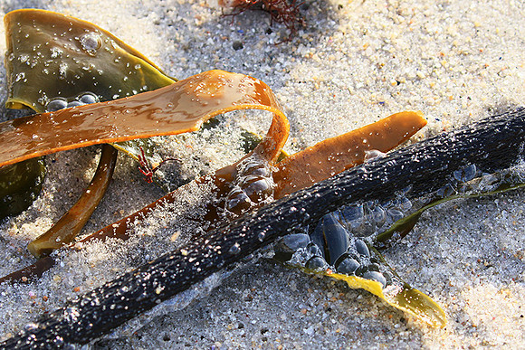 Beach debris - Est west coast - South Africa