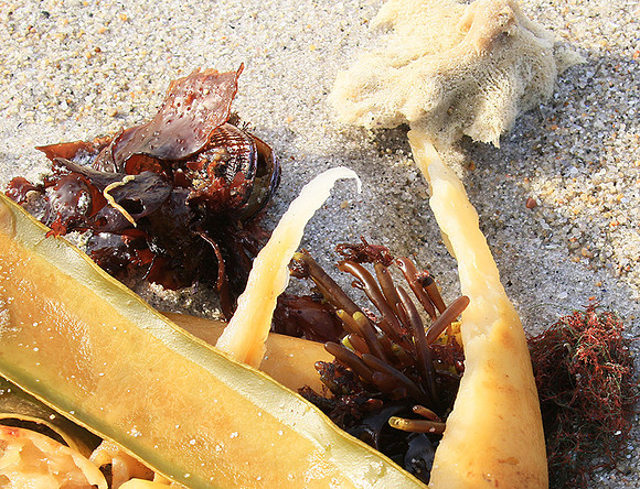Beach debris - Est west coast - South Africa