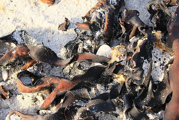 Beach debris - Est west coast - South Africa