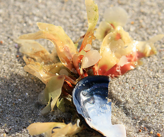 Beach debris - Est west coast - South Africa