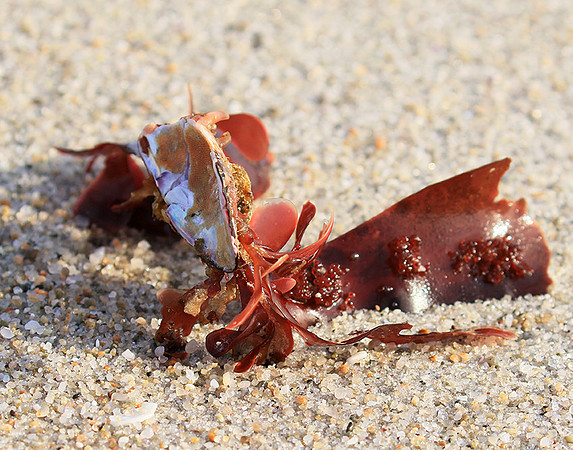 Beach debris - Est west coast - South Africa