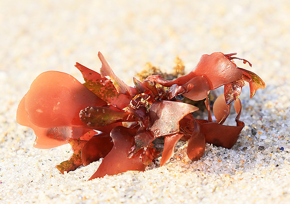 Beach debris - Est west coast - South Africa